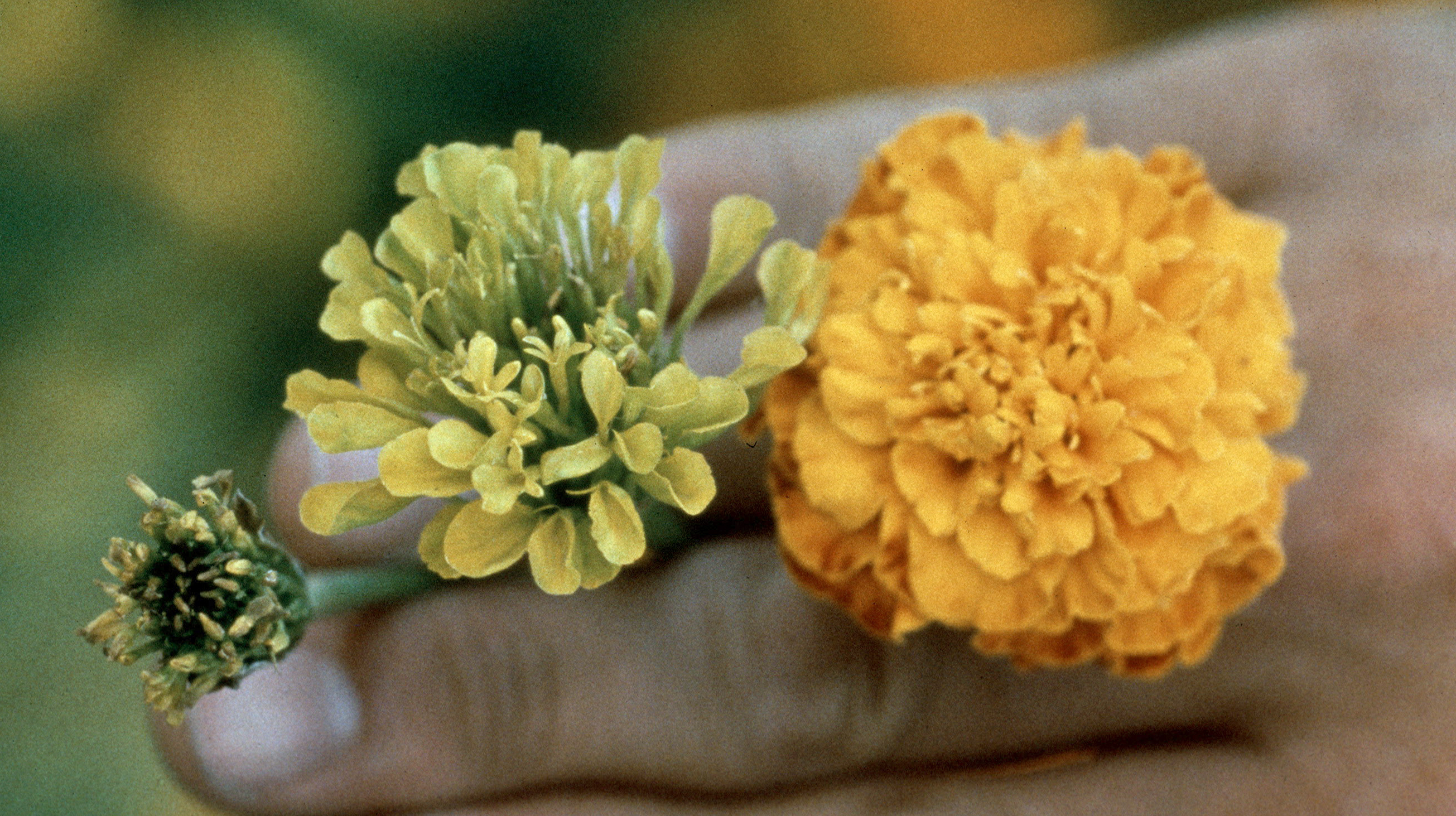 Zombie Plants Marigold the Budding Dead Phytoplasma attack