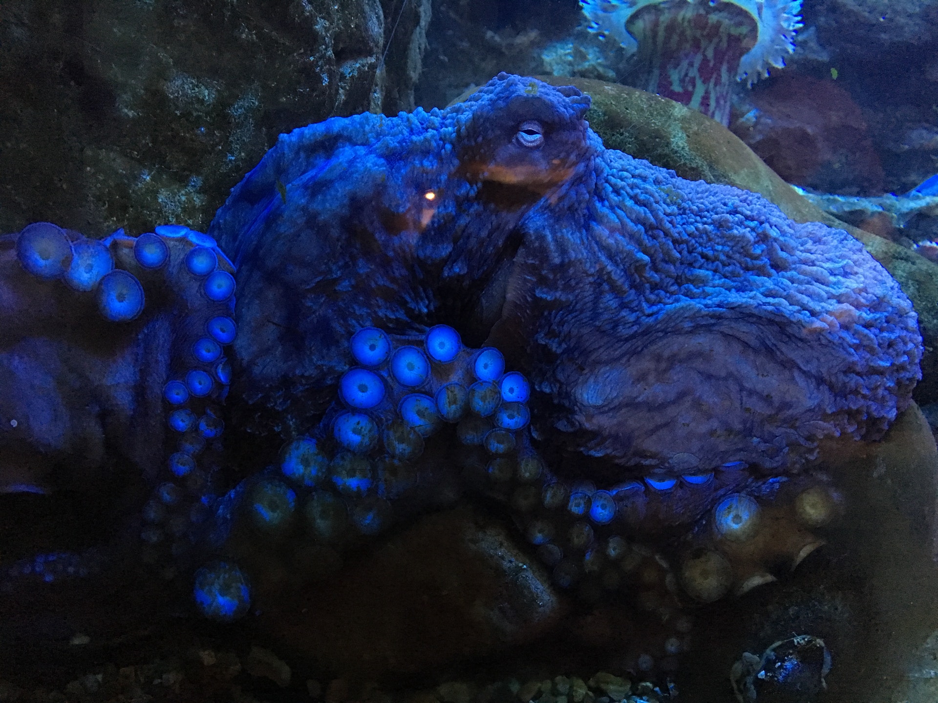 This image shows an octopus change colors