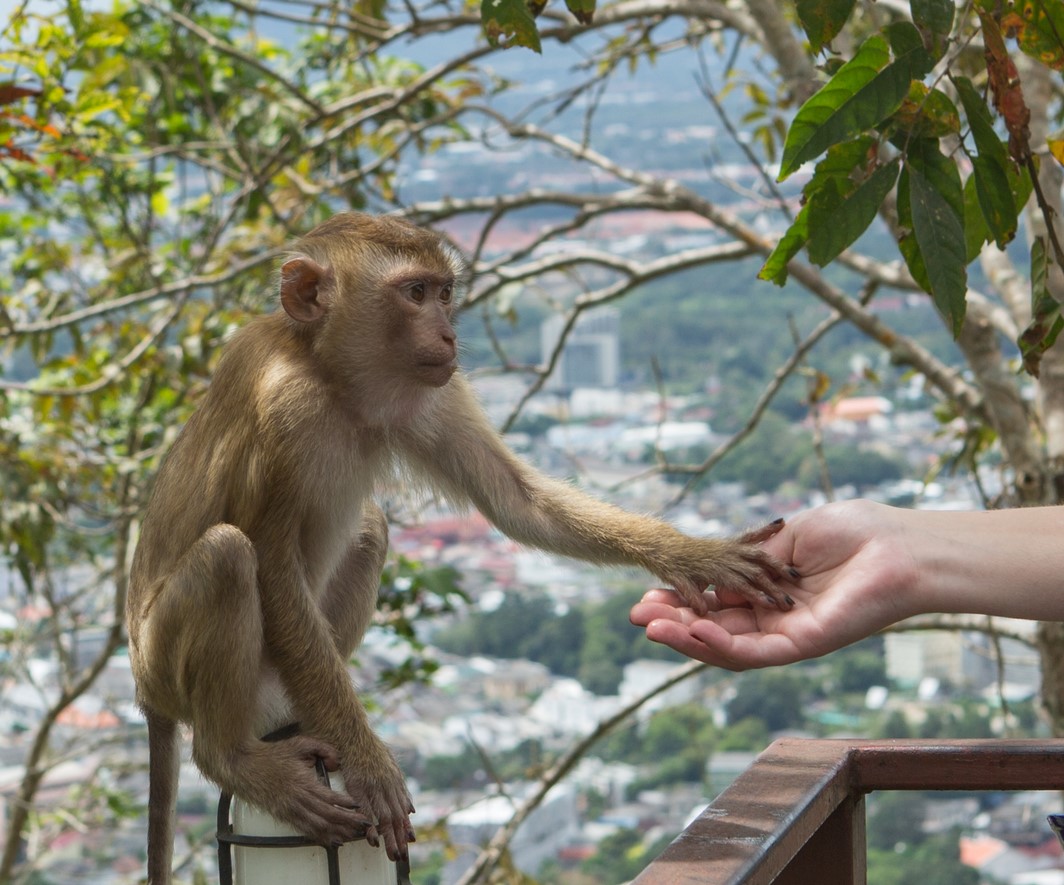 Evolution and Cooperation as depicted by handshake between a human and monkey